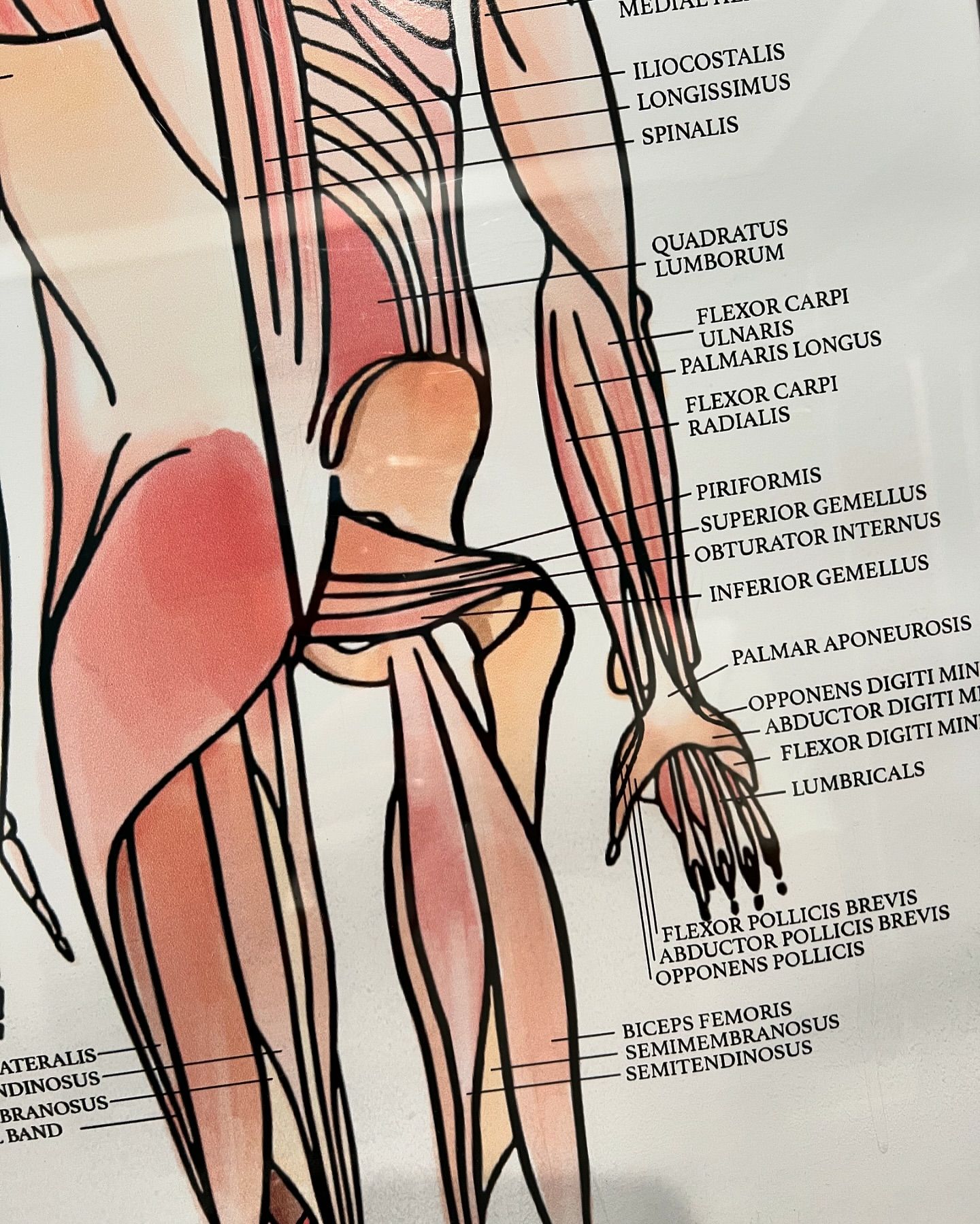 Understanding Tight Glutes Lower Back Pain and Sciatica Causes and Solutions Blog Camarata Chiropractic